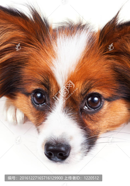 蝴蝶犬