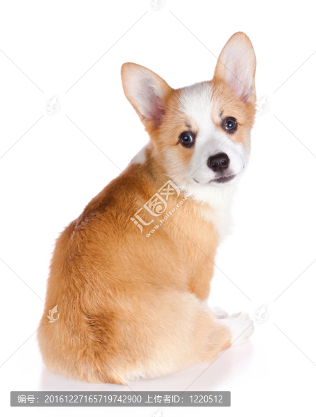 彭布羅克柯基犬的小狗