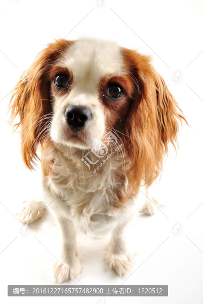 查爾斯王小獵犬和白色背景