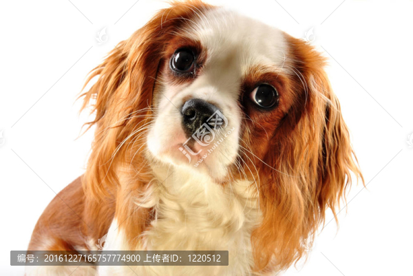 查爾斯王小獵犬和白色背景