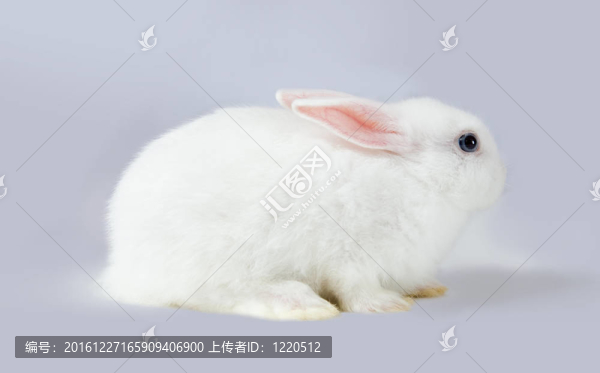 小白兔