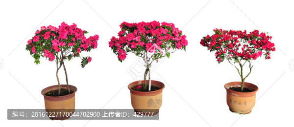 杜鵑花