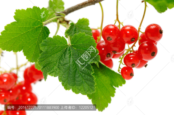 紅醋栗