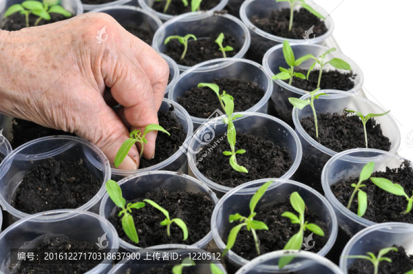 種植番茄幼苗