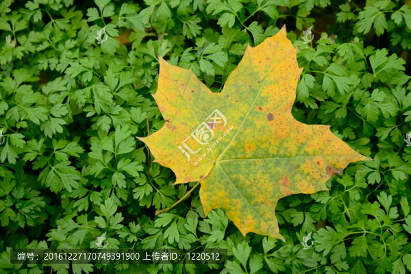 綠芽秋葉