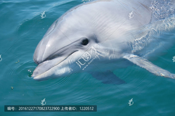 寬吻海豚的頭部特寫(xiě)