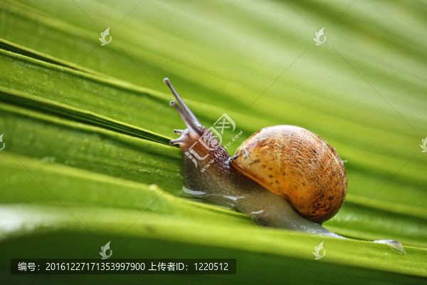 蝸牛