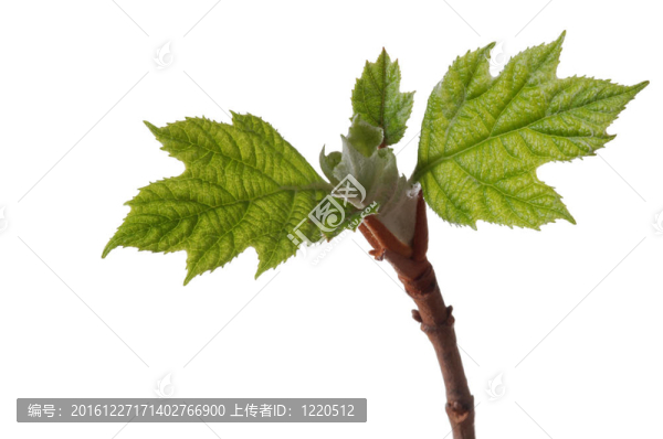 繡球花的葉子