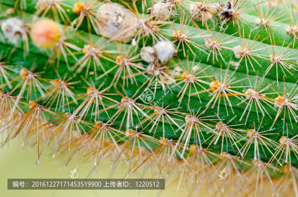 仙人掌