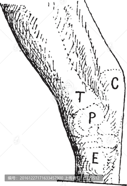 跗關(guān)節(jié)或踝關(guān)節(jié)；左邊的馬；復(fù)古雕刻。