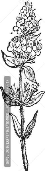 百里香；復(fù)古雕刻。