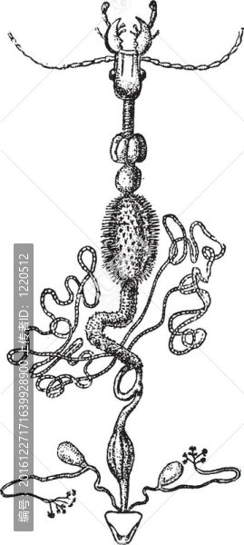 昆蟲(chóng)解剖；經(jīng)典版畫(huà)。