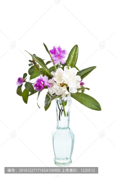 春天的花朵組合