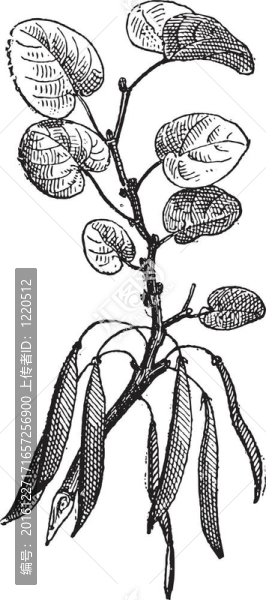 紫荊（紫荊siliquastrum）孤立在白色復(fù)古雕刻。