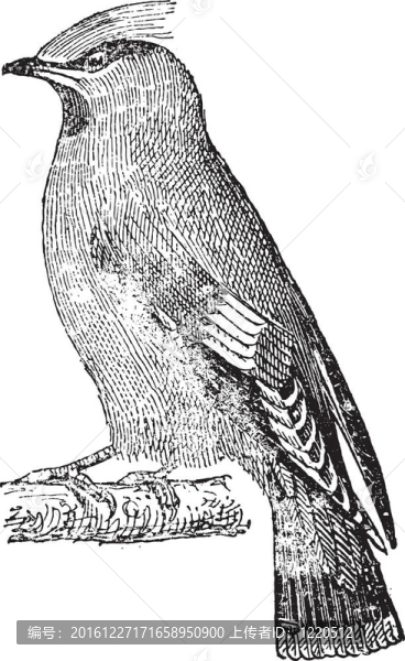 薄赫綿太平鳥（Bombycilla,garrulus）；復(fù)古雕刻。