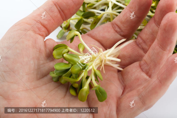 白色背景新鮮苜蓿芽