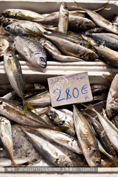 鯖魚