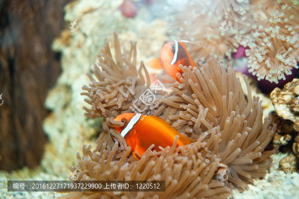 水下全景龜；珊瑚礁和魚類