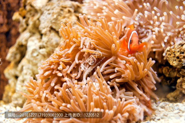 水下全景龜；珊瑚礁和魚類