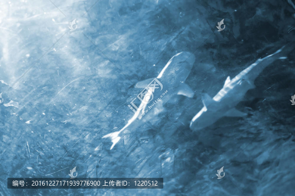 水下全景龜；珊瑚礁和魚類