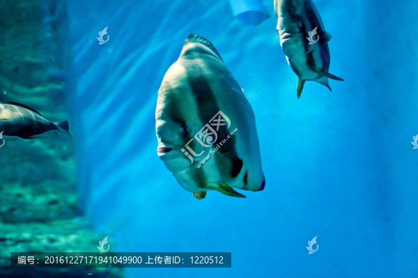水下全景龜；珊瑚礁和魚類