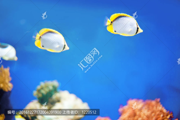 水下全景龜；珊瑚礁和魚類