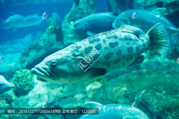 海洋生物；深海魚類