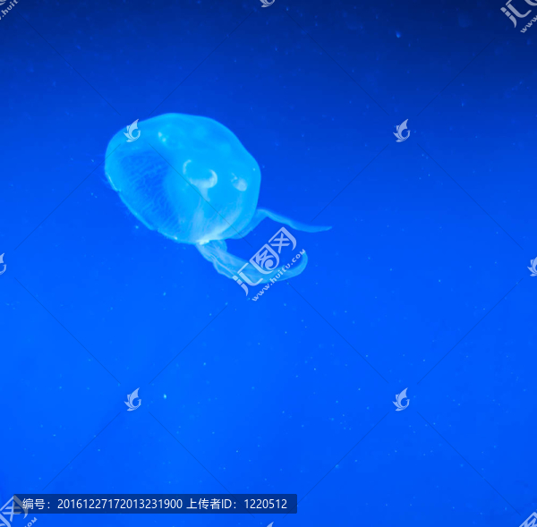 水下全景龜；珊瑚礁和魚(yú)類(lèi)