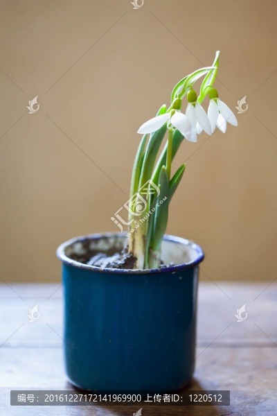 在一個杯子的雪花蓮