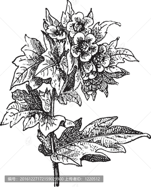 Henbane（Hyoscyamus,niger）或黑莨菪；復(fù)古雕刻。
