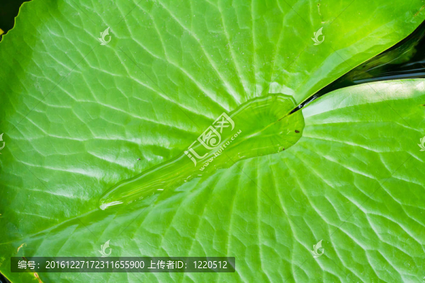 荷葉水