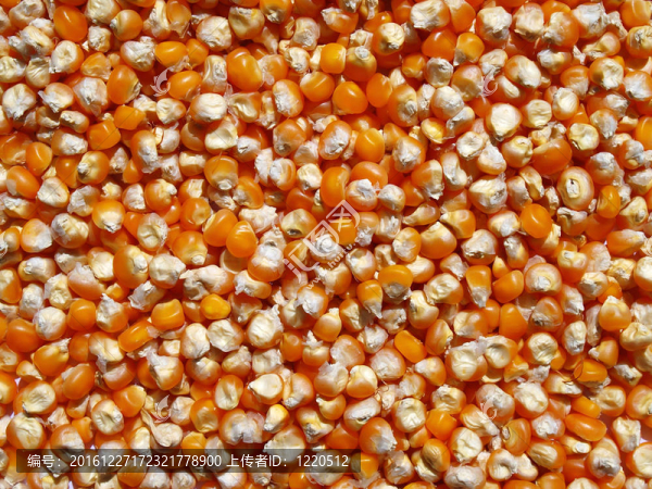 糧食玉米玉米糧食種子