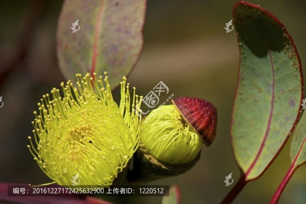 飛利浦桉樹(shù)桉樹(shù)花