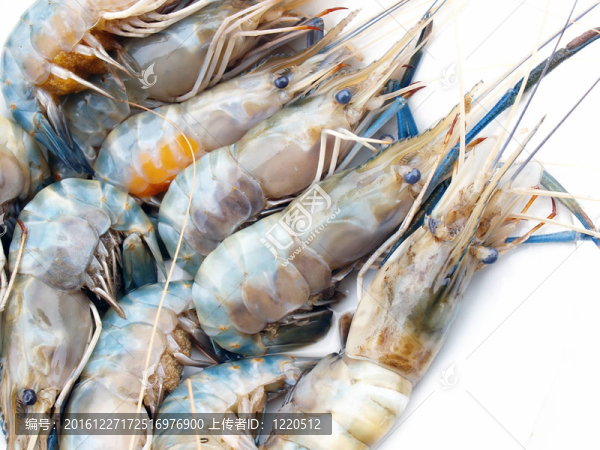美味鮮蝦海鮮