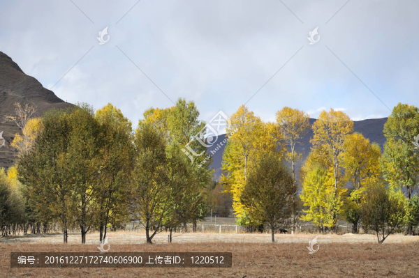 中國西部；秋天的樹木新都橋