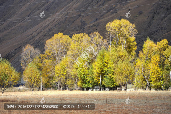 中國(guó)西部；秋天的樹(shù)木新都橋