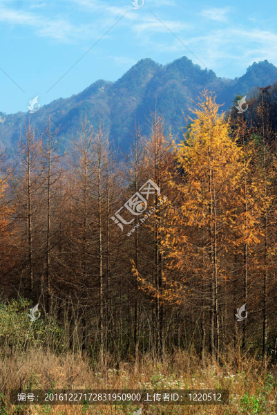四川；中國；秋葉在高原