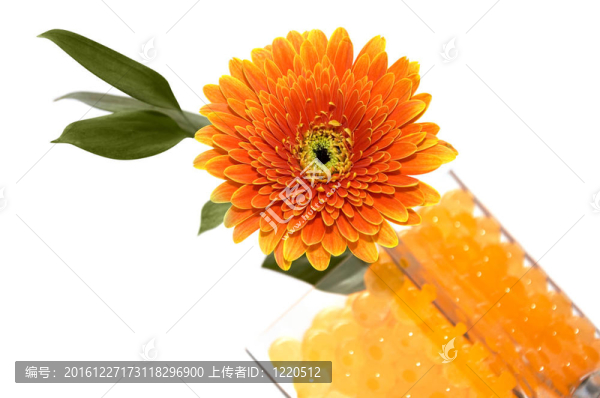 非洲菊