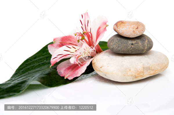 三巖石；葉和花