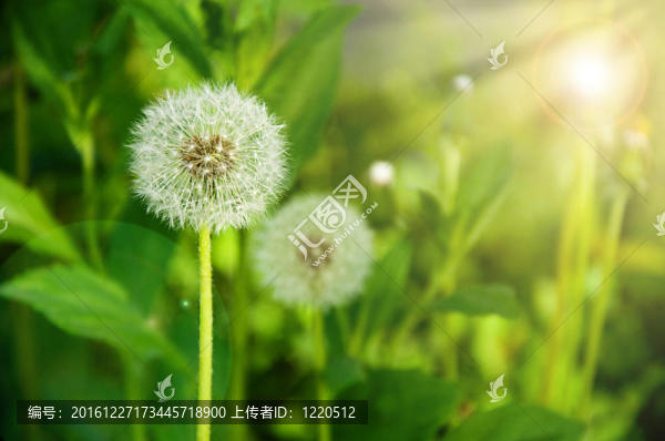 蒲公英