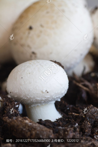 生長按鈕（場）蘑菇