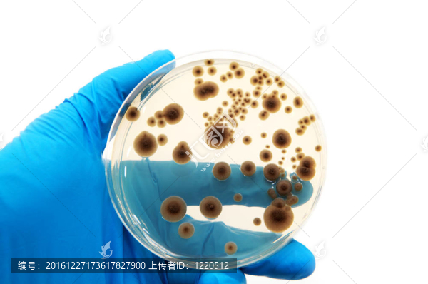 瓊脂平板上的微生物