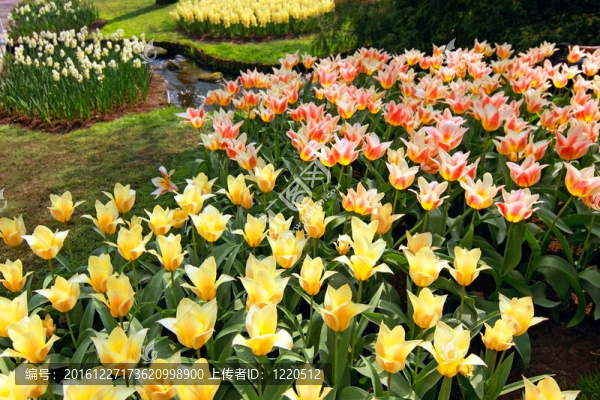 美麗的郁金香花園