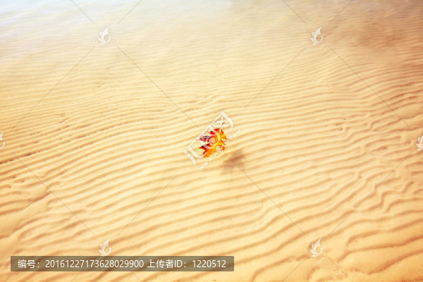 水上橙葉