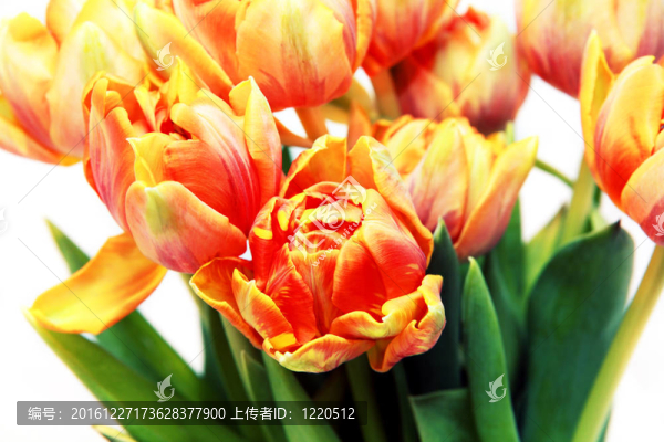 紅色和黃色郁金香