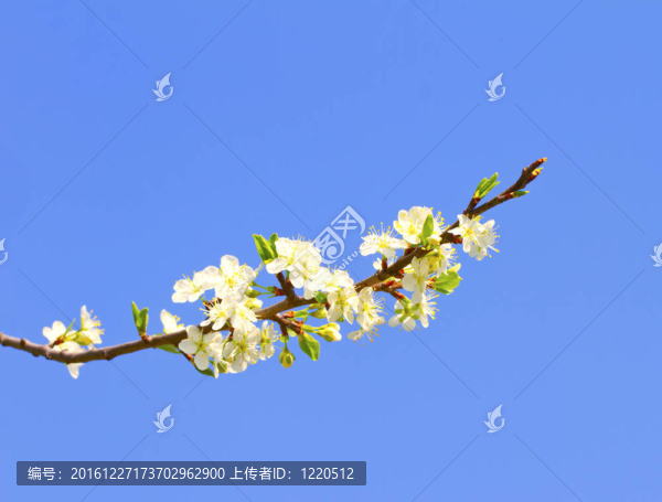 櫻花