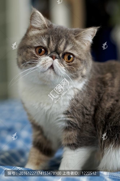 貓
