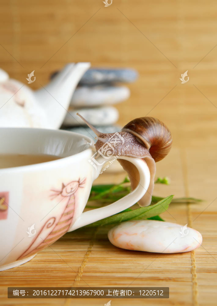 綠茶