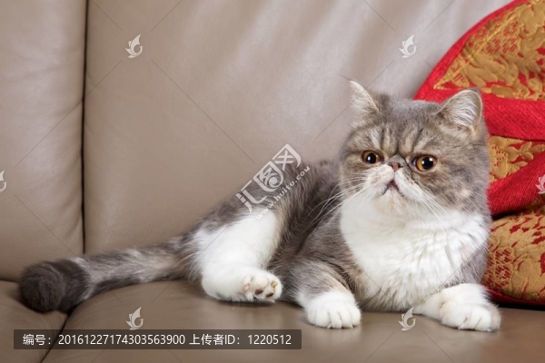貓