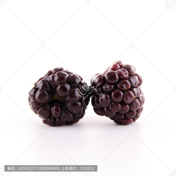 孤立的黑莓